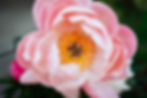 Virtual 8-week PLUS 1/2 day Retreat - Mindful Self-Compassion Workshop