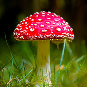 Image by Jimi Malmberg
