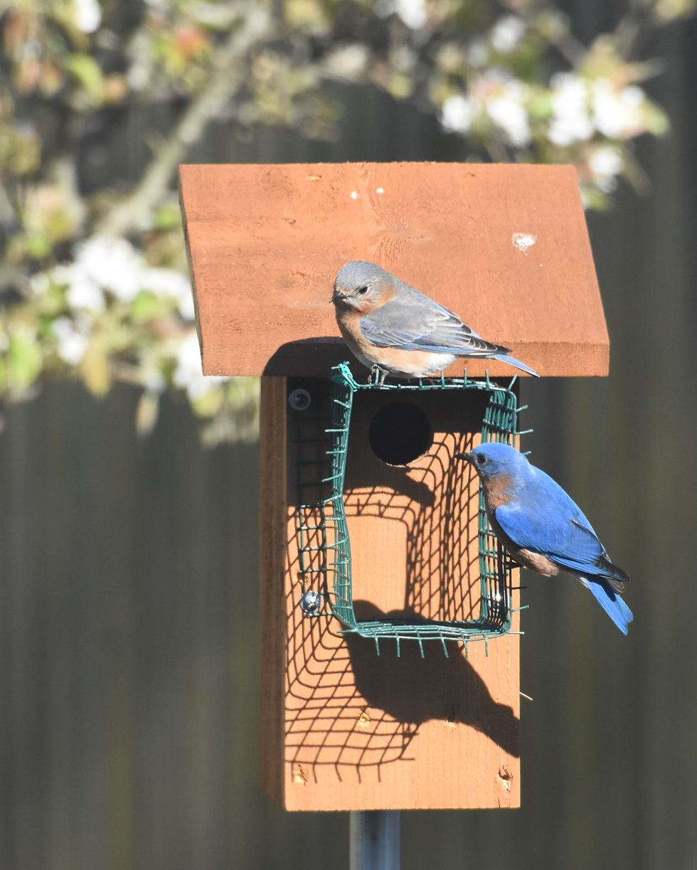 January 2026--- Bluebird Service Project