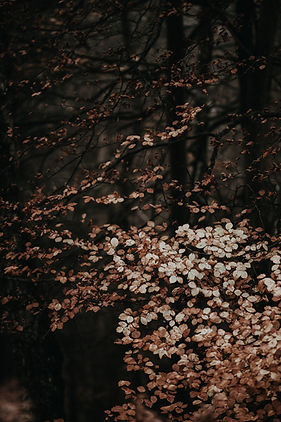 Image by Annie Spratt