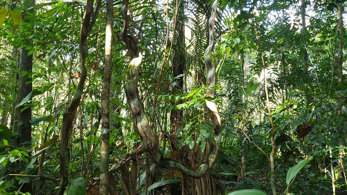 des arbres dans la foret