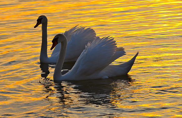 Image by Szabolcs Varnai