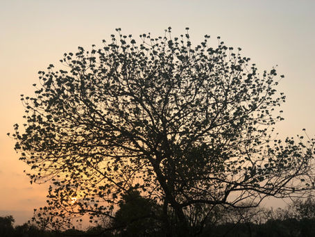 Come Perch in its Branches!