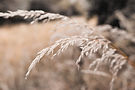 Image by Laura Kae