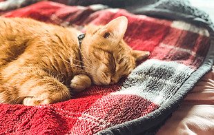 Cat on a bed