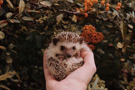 Hedgehog Grooming and Skin Care: Bathing, Nail Trimming, and More
