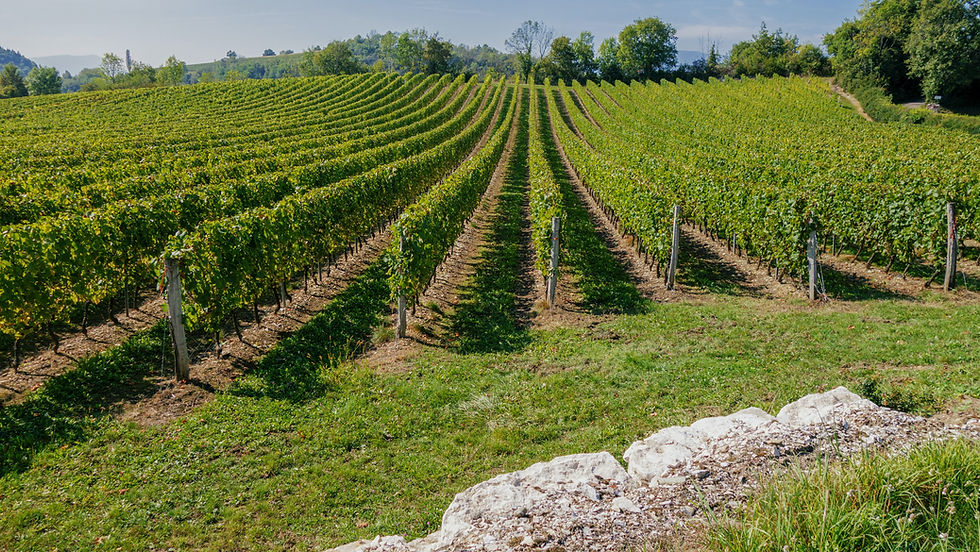 Physical Wine Tasting - Southern Rhône