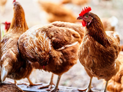 Brown chickens standing together on a wooden surface, one with a red comb looking alert. Blurred background, warm tones.