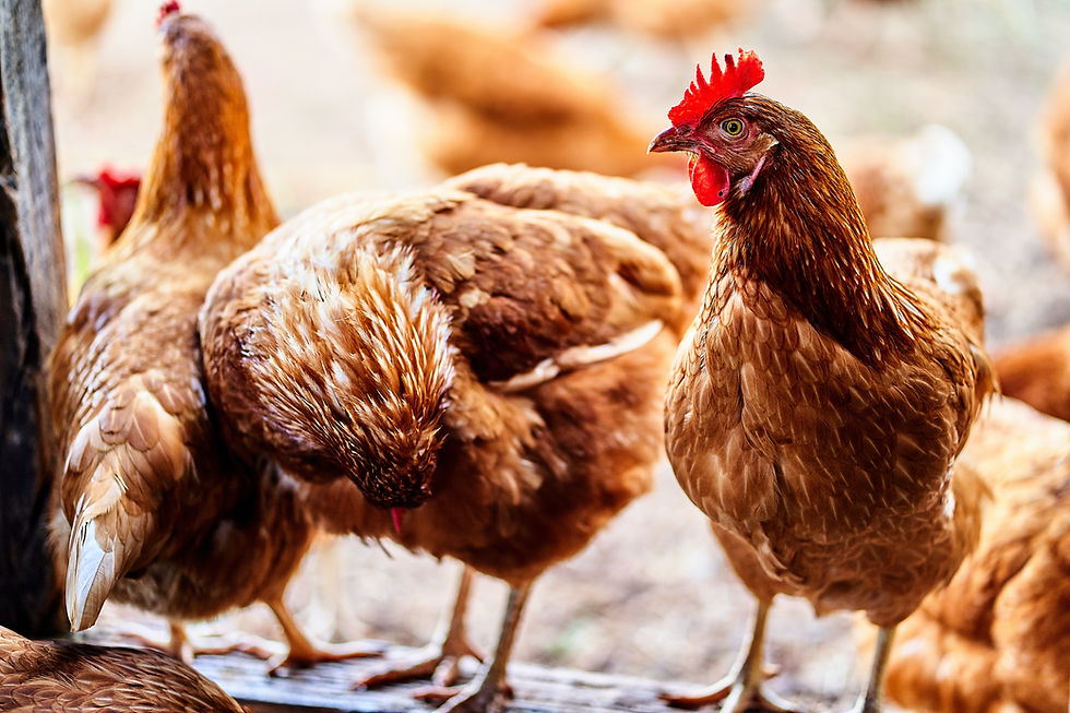 Brown chickens standing together on a wooden surface, one with a red comb looking alert. Blurred background, warm tones.