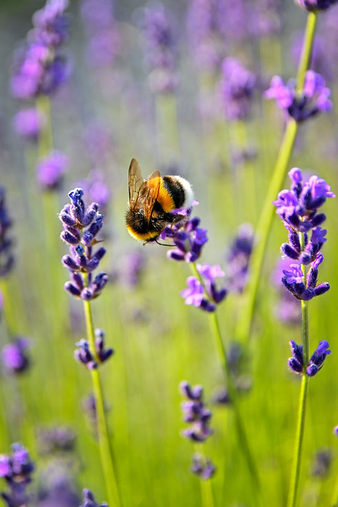 Image by Adonyi Gábor
