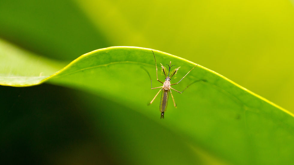 Mosquito perched on a green leaf.