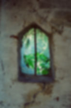 Nettle leaves inside the window