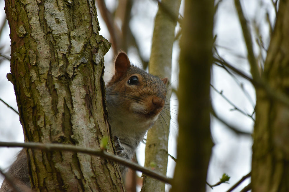 Squirrel climbing a tree.
