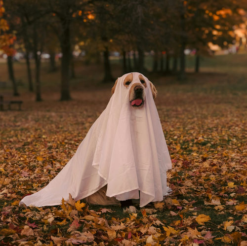 🎃 How to Keep Your Pet Safe on Halloween: A Mindful Guide for Pet Parents