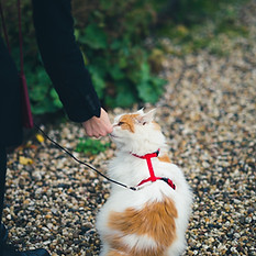 Image by Ayelt van Veen