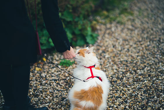 Image by Ayelt van Veen