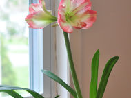 The Magic of Amaryllis: A Journey Through Growth and Beauty