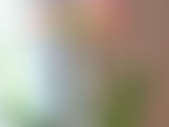 The Magic of Amaryllis: A Journey Through Growth and Beauty