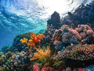 Your Guide to Cozumel Reef Diving