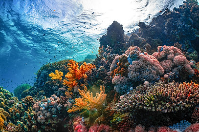 Image by NEOM