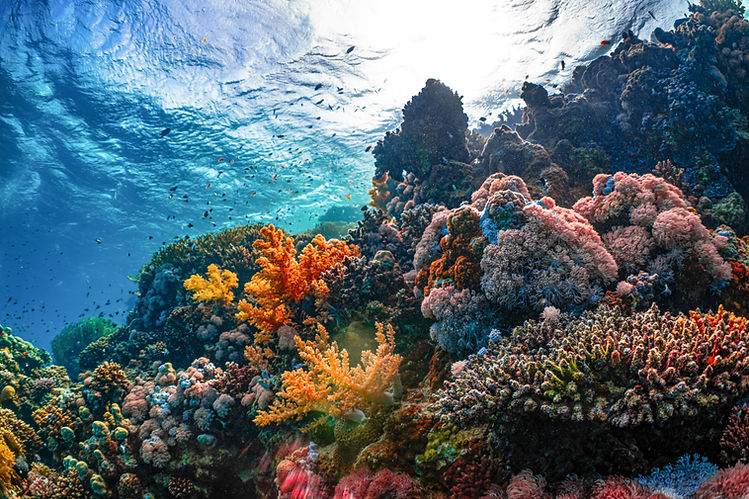 Arrecife de coral durante una de las expediciones de Born to the Ocean