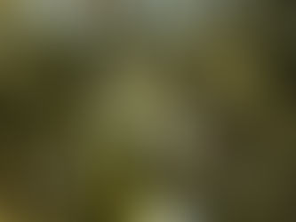 Experience Apulia: A Gourmet Journey Through Olive Oil Traditions and Tastings