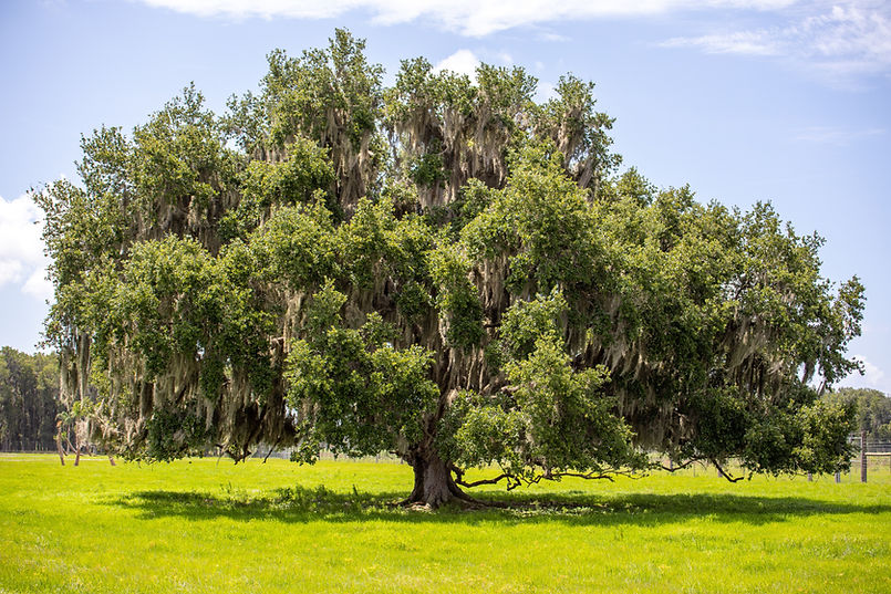 Image by Dawn McDonald