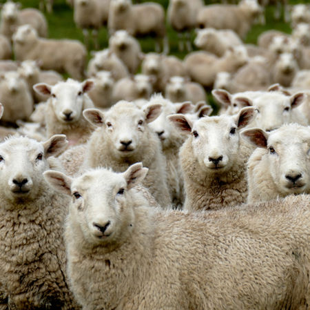 A Beginners Guide to Sheep & Lamb Farming