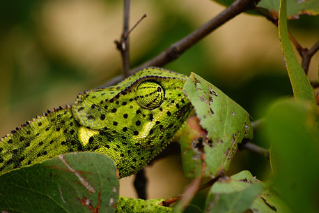 Lime green chameleon