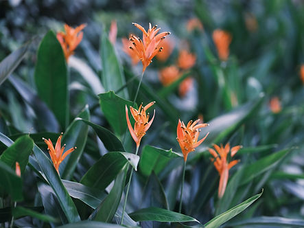 Image by Galen Crout