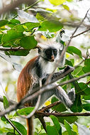 Image de Aron Marinelli