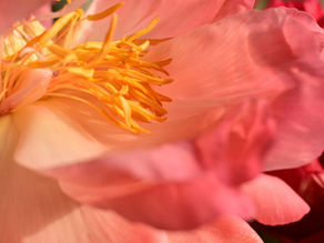 ピンクのサザンカの花言葉は『素直』『永遠の愛』