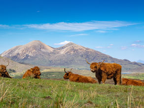 Scottish highland coos lying and standing in a field of green grass overlooking a valley with a mountain rising dramatically in the distance against a bright blue sky.