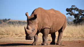 How legal hunting supports African rhino conservation