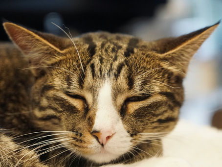 Der Schmerz-Faktor: Wie unentdeckte Schmerzen einer Katze die Gruppenharmonie zerstören können