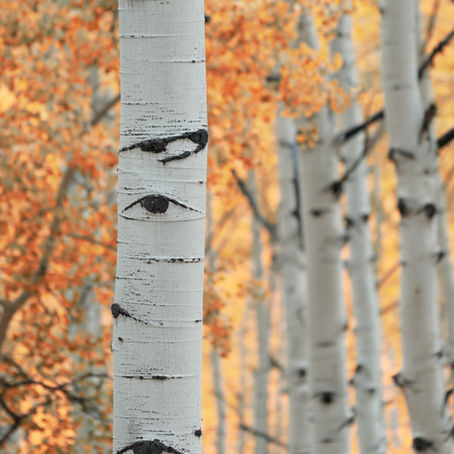 Is It Too Late to See the Golden Aspen Leaves in Colorado?