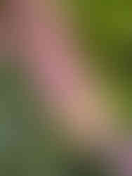 Suède