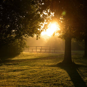 Morgonljus i naturen