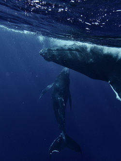 Ballena jorobada con su cria