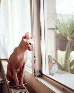 Image by Deniz Demirci