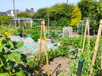 Allotment with vibrant green plants and tall wooden planters.