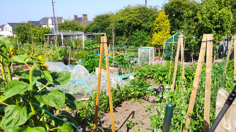 Allotments open their gates to share the joy of growing your own grub