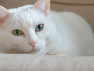 Un chat qui ronronne