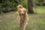 Golden Retriever breeding for puppies
