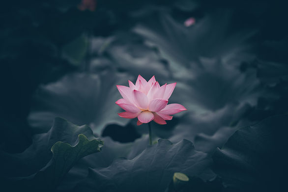 Image by Rui Xu