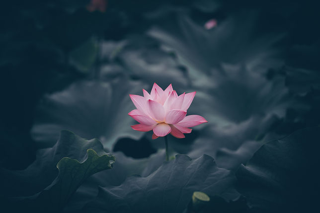 Image by Rui Xu