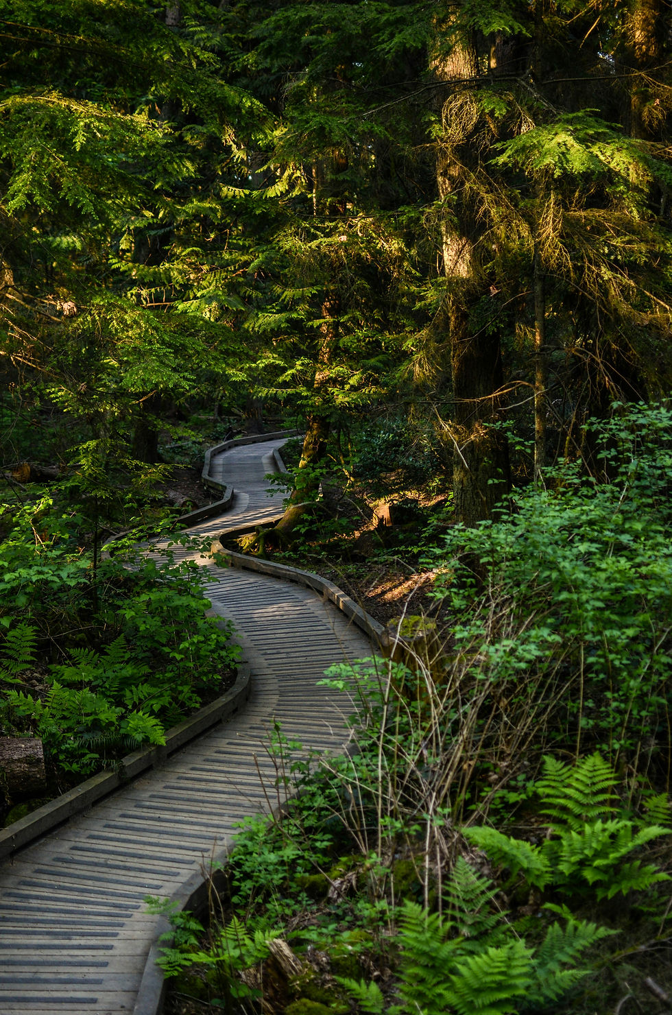 Forest walk representing old mental pathways and religious conditioning