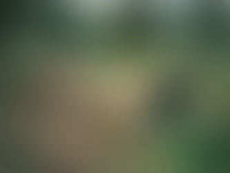 Animal Regulations & Bylaws