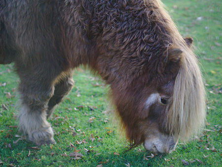 Brown pony with a thick coat and fat deposits above the eyes