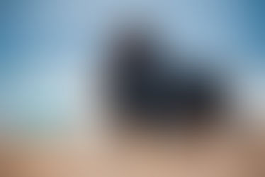 Rottweiler - cechy rasy, zdrowie, cena